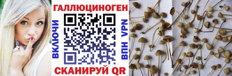 купить наркотики цена  Боровичи  Галлюциногенные грибы мицелий 